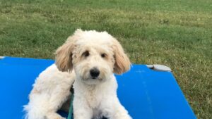 GoldenDoodle - Minnie