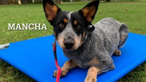 Blue Heeler - Mancha