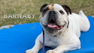 Bulldog - Barnaby