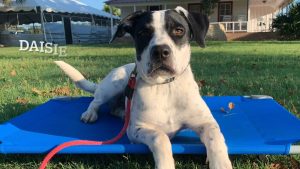 Dalmatian Mix - Daisy Mae