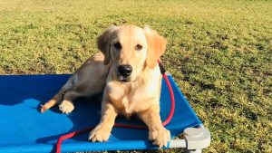 Golden Retriever - Maple