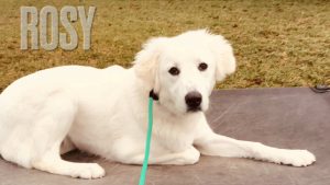 Great Pyrenees - Rosy