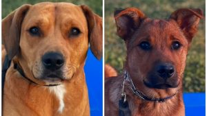 LabBeagle Mix & GS Mix - Lucy & Kota