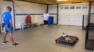 Mini Aussie - Ginger