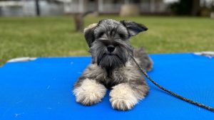 Mini Schnauzer - Ebeneezer