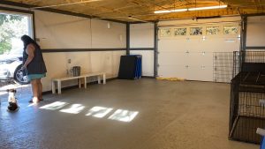 Mini Schnauzer - Sai