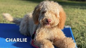 Mixed Breed - Charlie