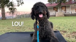 Poodle - Lou (Lucy)