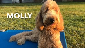 GoldenDoodle - Molly - On and Off Leash