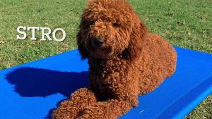 GoldenDoodle - Stro - On and Off Leash