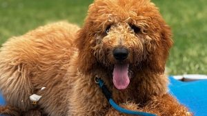 Goldendoodle - Goose - On Leash Only