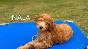 Goldendoodle - Nala - On Leash Only